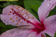 hibiscus flower closeup